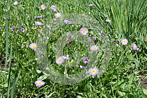 Beginning of florescence of Erigeron speciosus