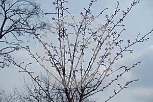 Beginning of florescence of Japanese cherry in March