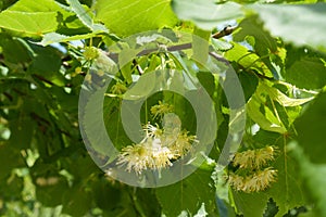 Beginning of florescence of linden in June