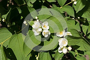 Beginning of florescence of Philadelphus coronarius