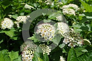 Beginning of florescence of Physocarpus opulifolius