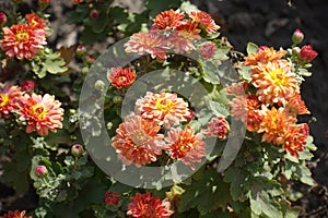 Beginning of florescence of pinkish orange Chrysanthemums