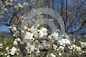 Beginning of florescence of plum in April