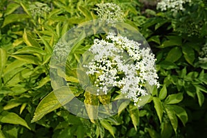 Beginning of florescence of Sambucus nigra