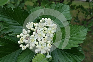 Beginning of florescence of Sorbus aria in May photo