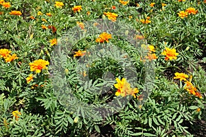 Beginning of florescence of Tagetes patula