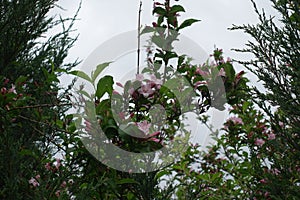 Beginning of florescence of Weigela florida