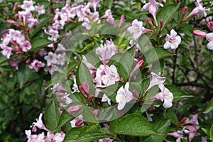 Beginning of florescence of Weigela florida in May