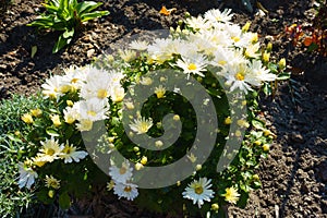 Beginning of florescence of white daisy-like Chrysanthemums in October