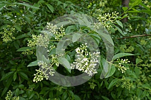 Beginning of florescence of wild privet