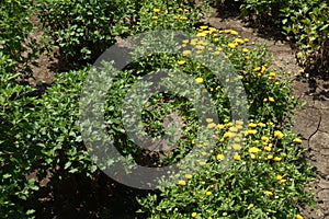 Beginning of florescence of yellow Chrysanthemums