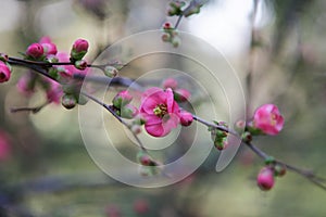 The beginning of flowering Japanese Sakura. The appearance of the first buds