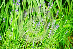 the beginning of the flowering of lavender flowers. young lavender close up