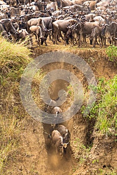 The beginning of a great migration. Herds of wildebeest on the Mara River. Kenya, Africa