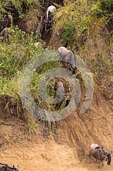 The beginning of a great migration. Mara River shopes. Africa