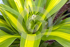 Beginning Growth Of A Corn Plant Flower Stalk