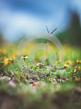 The spike the beginning of a life