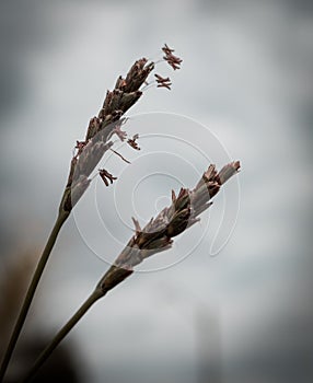 The spike the beginning of a life