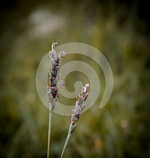 The spike the beginning of a life
