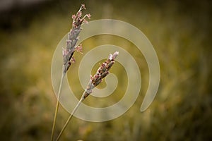 The spike the beginning of a life