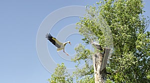 Beginning of life for two white stork on their nest. Two storks going to make nest on the top of tree