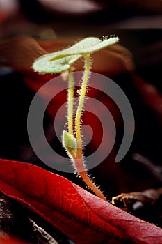 Beginning of a new life