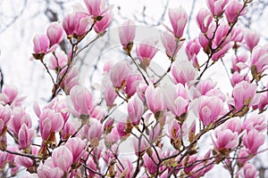 Beginning of pink magnolia bloom, selective focus