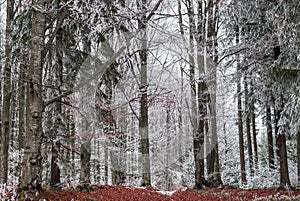 The beginning of the snow on the colorful and frozen forest in the middle of the mountain background