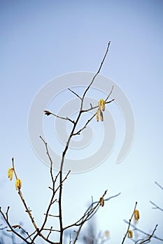 The beginning of spring, blooming earrings on trees on backdrop of the sky