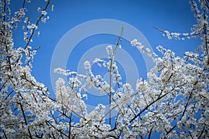 Beginning of Spring with blue sky