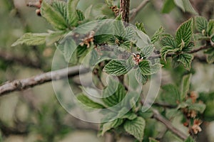 The beginning of spring, branches wild apple tree. Blossom tree natural background soft green color. Spring nature scene