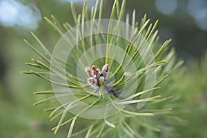 The beginning of spring, buds on the trees open, lutes turn green and nature wakes up