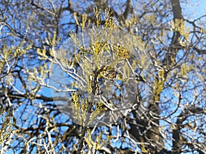 The beginning of spring is great for mating birds
