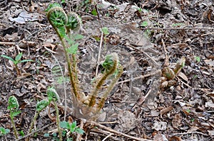 Beginning of spring growth of fern plant, South Bohemia