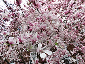 Beginning of Spring in Northwest Washington DC