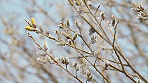 Beginning Of Spring. Shoots Buds On Tree Branches. Buds Bloom Into Small Green Leaves. Gimbal Stabilize.