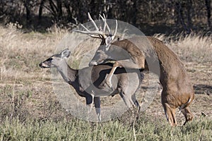 The beginning stage of whitetail reproduction