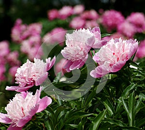 The beginning of the summer gives us the trouble to observe the flowering of peonies.