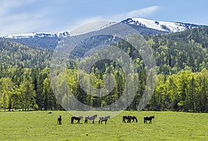 The beginning of summer in the mountains. Pasture in the mountains, horses graze