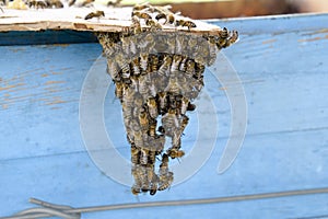 The beginning of the swarming of the bees. A small swarm of mesmerized bees on cardboard paper. Apiary.