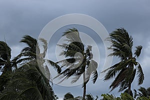 Beginning of tornado or hurricane winding and blowing coconut palms tree with dark storm clouds. Rainy season in the tropical