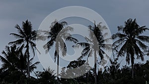 Beginning of tornado or hurricane winding and blowing coconut palms tree with dark storm clouds. Rainy season in the tropical