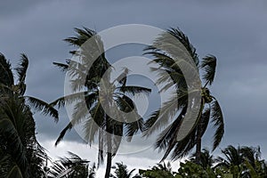 Beginning of tornado or hurricane winding and blowing coconut palms tree with dark storm clouds. Rainy season in the tropical