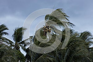 Beginning of tornado or hurricane winding and blowing coconut palms tree with dark storm clouds. Rainy season in the tropical