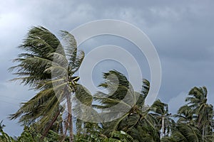 Beginning of tornado or hurricane winding and blowing coconut palms tree with dark storm clouds. Rainy season in the tropical