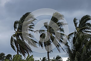 Beginning of tornado or hurricane winding and blowing coconut palms tree with dark storm clouds. Rainy season in the tropical