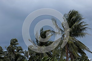 Beginning of tornado or hurricane winding and blowing coconut palms tree with dark storm clouds. Rainy season in the tropical