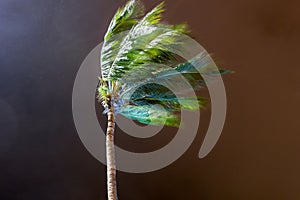 Beginning of tornado or hurricane winding and blowing coconut palms tree with dark storm clouds. Rainy season in the tropical