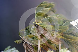 Beginning of tornado or hurricane winding and blowing coconut palms tree with dark storm clouds. Rainy season in the tropical