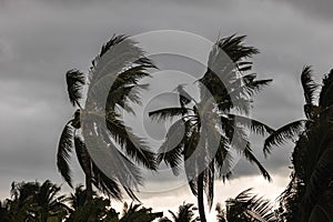 Beginning of tornado or hurricane winding and blowing coconut palms tree with dark storm clouds. Rainy season in the tropical